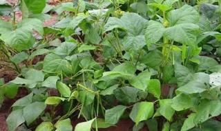绿豆在土里生长的种植全过程